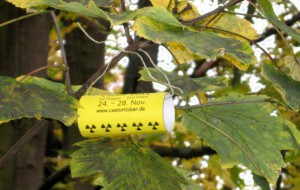 Castorrolle im Herbstbaum